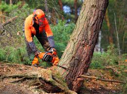 Best Lot and Land Clearing  in North Bend, WA